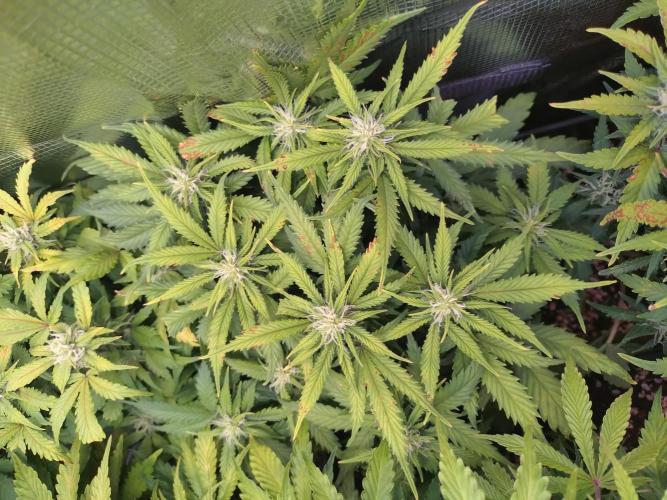 Grape Pop Rocks Auto Anesia Seeds. Week 8