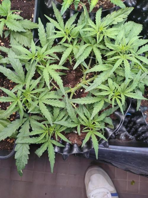 Thin Mint x Sour Pinot Auto Barneys Farm. Week 5