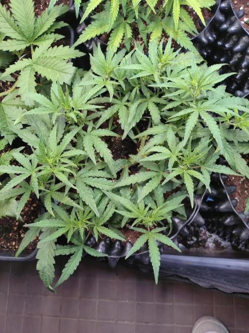 Thin Mint x Sour Pinot Auto Barneys Farm. Week 6