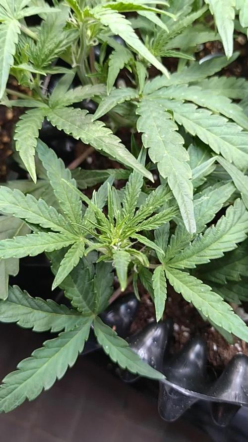 Thin Mint x Sour Pinot Auto Barneys Farm