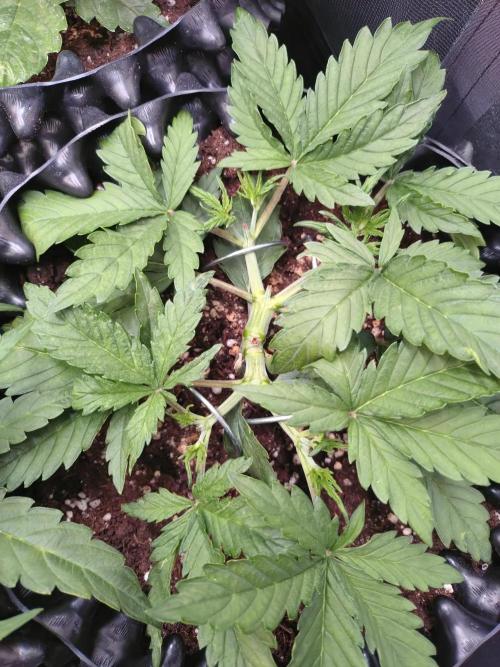 Z-Up Auto Fastbuds. Week 4