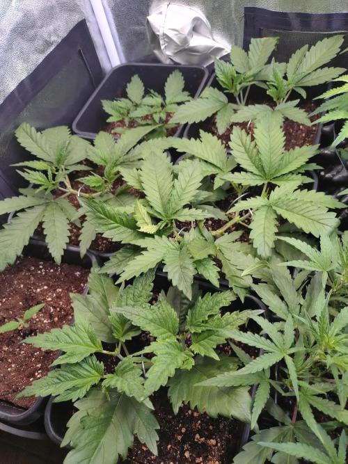 RF3 Auto Mixpack #1 Fastbuds. Week 4