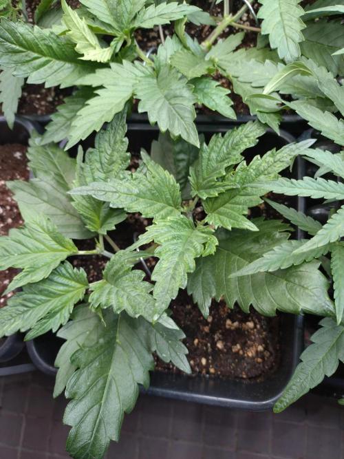 RF3 Auto Mixpack #1 Fastbuds. Week 4