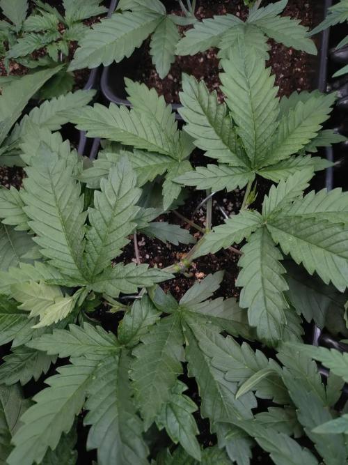 RF3 Auto Mixpack #1 Fastbuds. Week 4