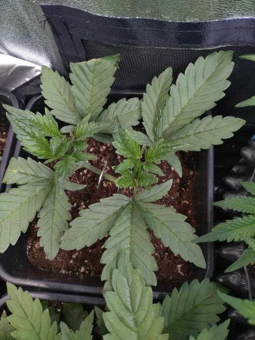 RF3 Auto Mixpack #1 Fastbuds. Week 4