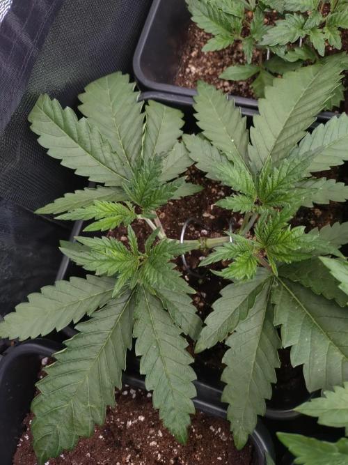 RF3 Auto Mixpack #1 Fastbuds. Week 4