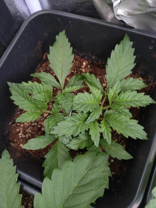 RF3 Auto Mixpack #1 Fastbuds. Week 4