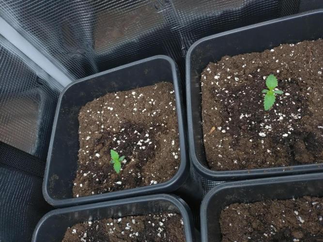 Lemon Cherry Gelato Barneys Farm. Week 1