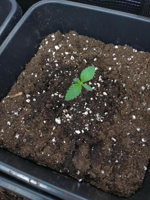 Lemon Cherry Gelato Barneys Farm. Week 1