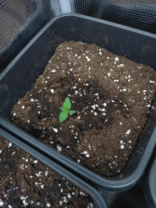 Lemon Cherry Gelato Barneys Farm. Week 1