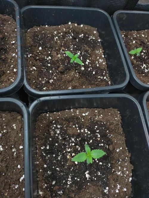 Lemonpaya Fastbuds. Week 1