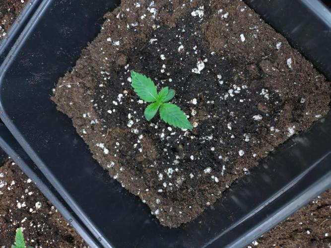 Lemonpaya Fastbuds. Week 1