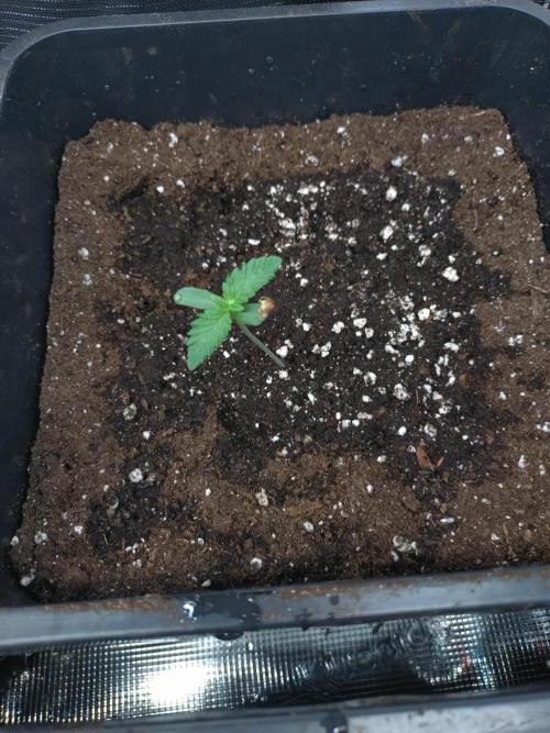 Gelato 44 Tyson 2.0 x RQS. Week 1