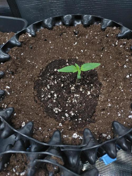 Euphoria Royal Queen Seeds. Week 1