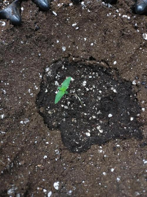 Permanent Marker Zamnesia. Week 1