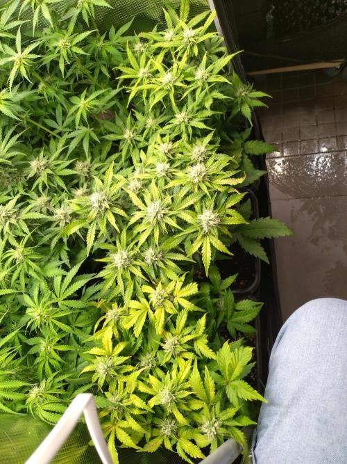 Grape Pop Rocks Auto Anesia Seeds. Week 9