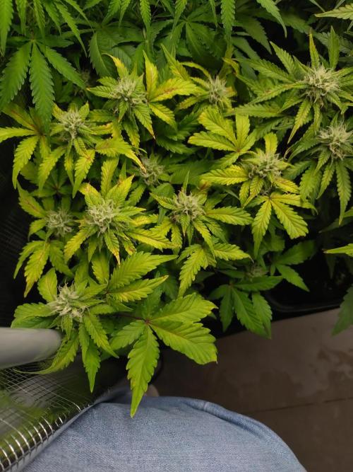 Grape Pop Rocks Auto Anesia Seeds. Week 9