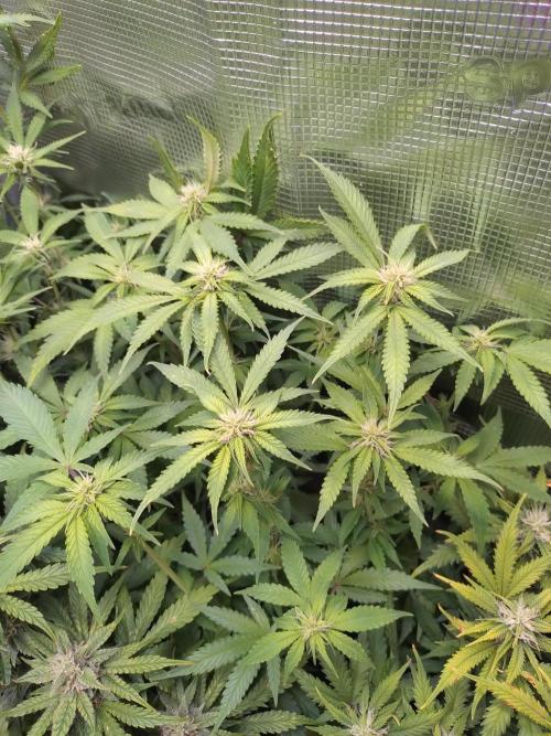 Cinderella Auto Fastbuds. Week 9