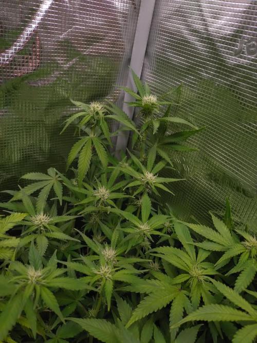 Cinderella Auto Fastbuds. Week 9