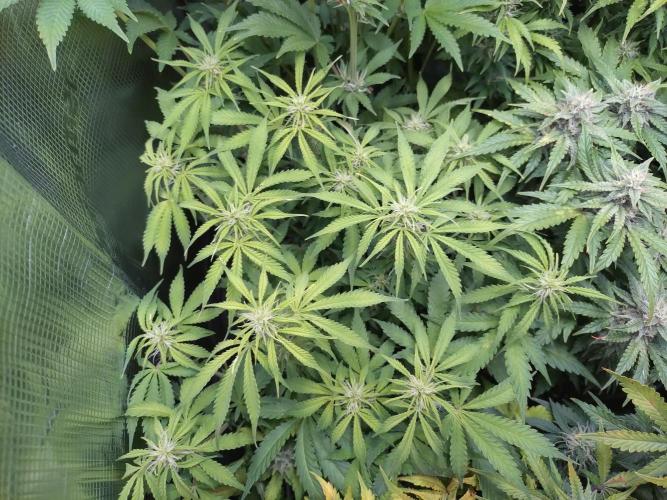 Strawberry Cheesecake Auto Barneys Farm. Week 9