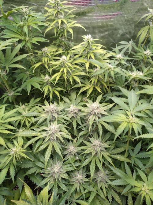 Hulkberry Auto RQS. Week 9