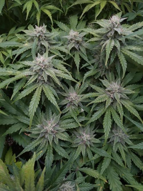 Hulkberry Auto RQS. Week 9