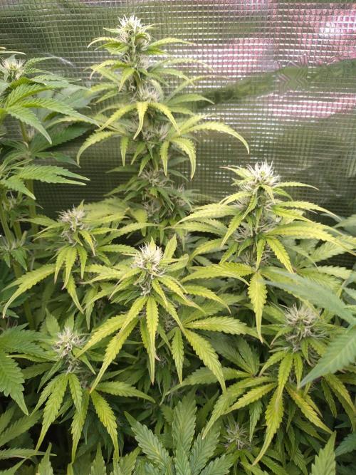 Hulkberry Auto RQS. Week 9