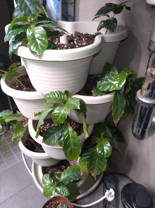 Coffea Arabica. Week 7