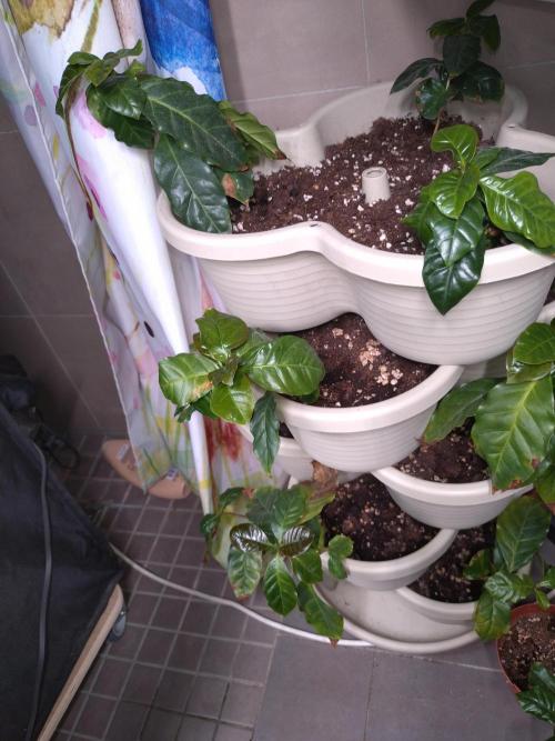 Coffea Arabica. Week 7