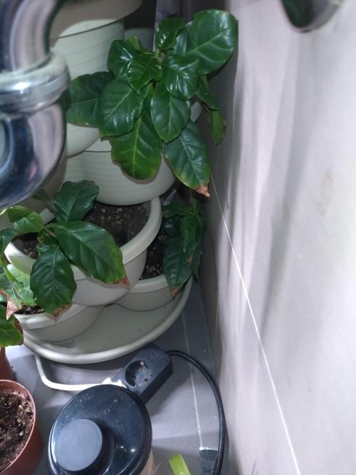 Coffea Arabica. Week 7