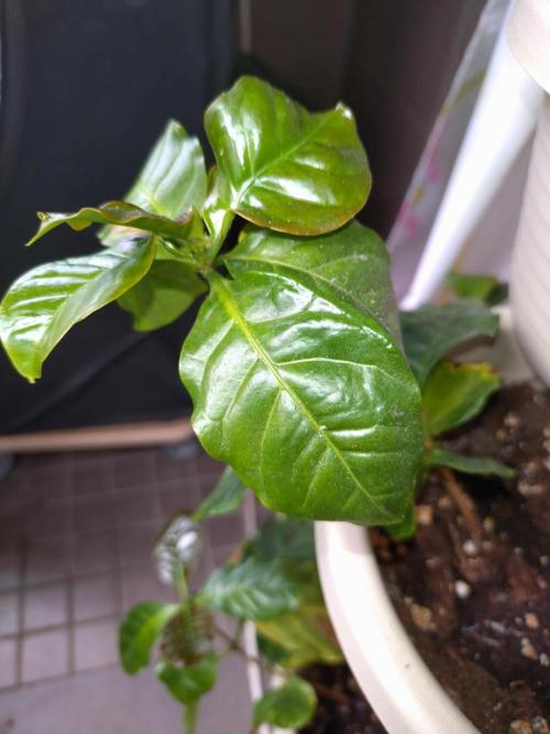 Coffea Arabica. Week 7