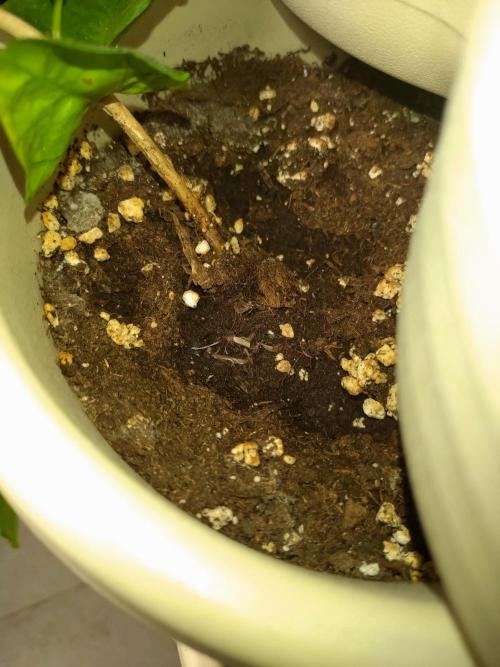 Coffea Arabica. Week 7