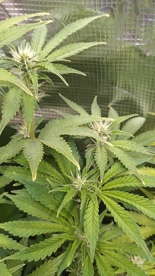 Purple Lemonade Auto RQS