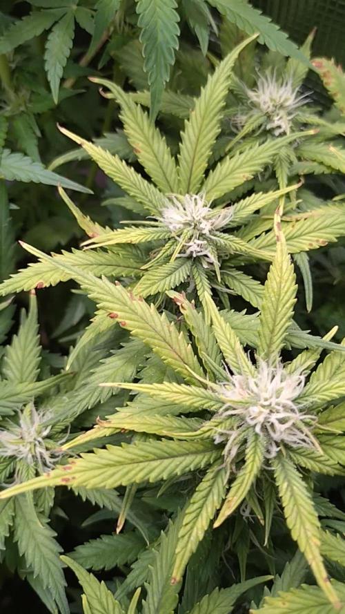 Grape Pop Rocks Auto Anesia Seeds
