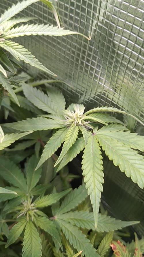 Cinderella Auto Fastbuds