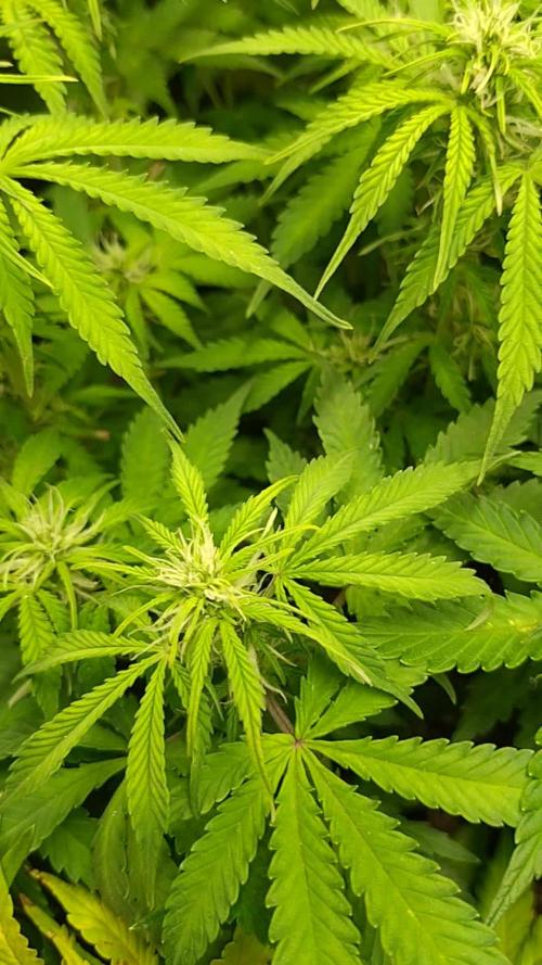 Strawberry Cheesecake Auto Barneys Farm