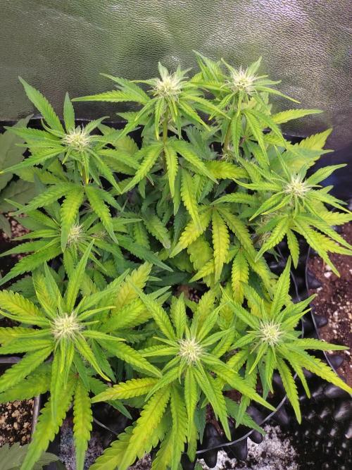 Cherry Cola RF3 Auto Fastbuds. Week 6