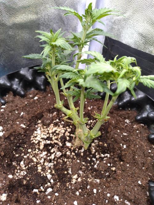 Sticky Broccoli Auto ZMA Eternity Cup'26. Week 6