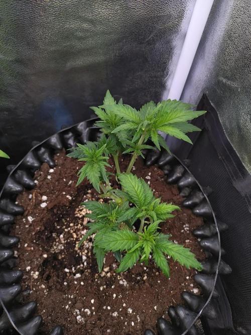 Sticky Broccoli Auto ZMA Eternity Cup'26. Week 6