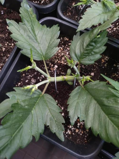 RF3 Auto Mixpack #1 Fastbuds. Week 4