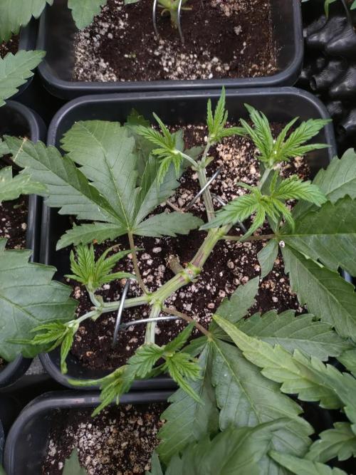 RF3 Auto Mixpack #1 Fastbuds. Week 4