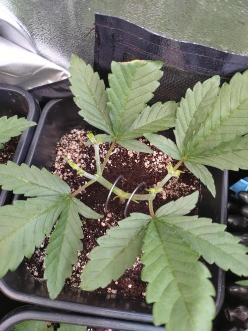 RF3 Auto Mixpack #1 Fastbuds. Week 4