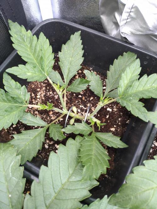 RF3 Auto Mixpack #1 Fastbuds. Week 4