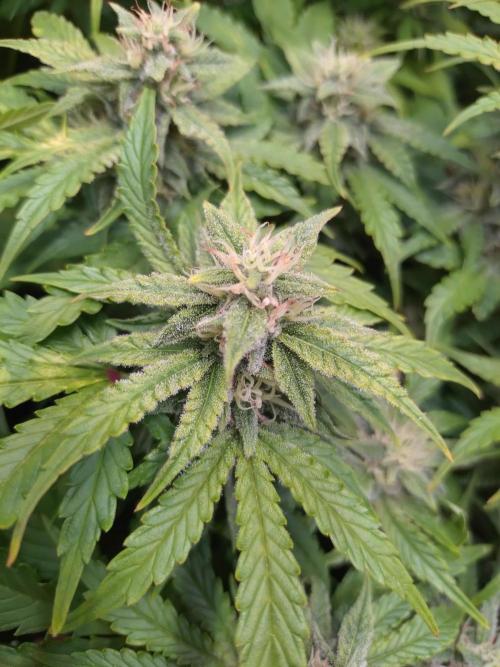 Hulkberry Auto RQS. Week 9