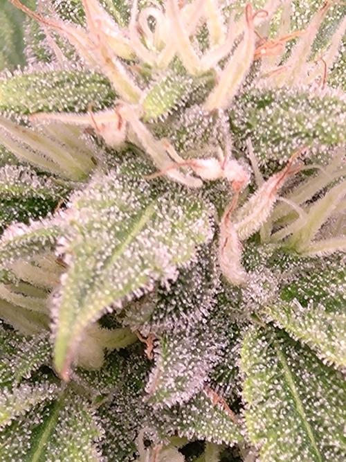 Hulkberry Auto RQS. Week 9