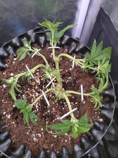 Sticky Broccoli Auto ZMA Eternity Cup'26. Week 6