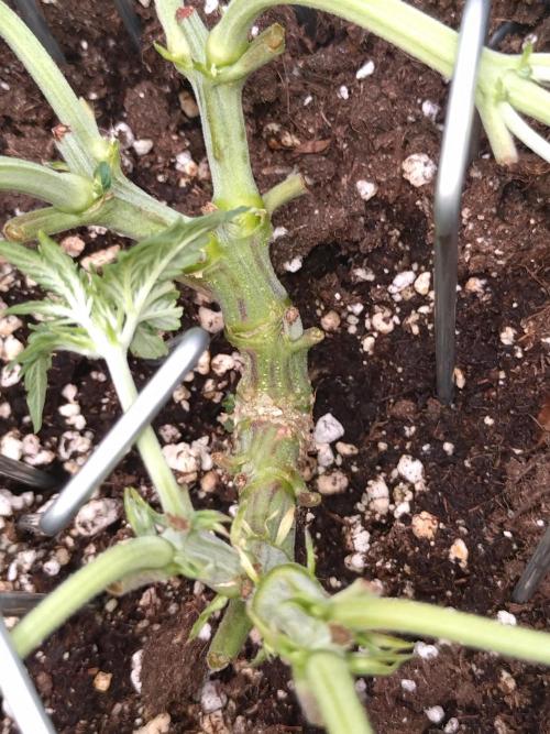 Sticky Broccoli Auto ZMA Eternity Cup'26. Week 6