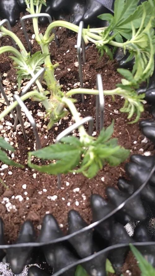 Sticky Broccoli Auto ZMA Eternity Cup'26