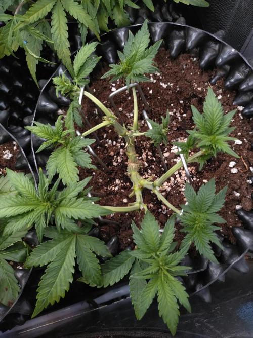 Sticky Broccoli Auto ZMA Eternity Cup'26. Week 7