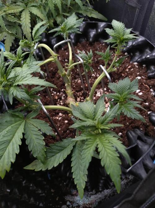 Sticky Broccoli Auto ZMA Eternity Cup'26. Week 7